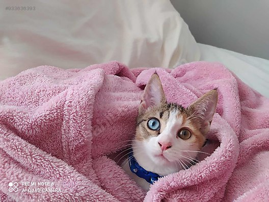 kedi ankara yavru ankara kedisi ucretsiz sahiplendiriyorum sahibinden comda 933636393
