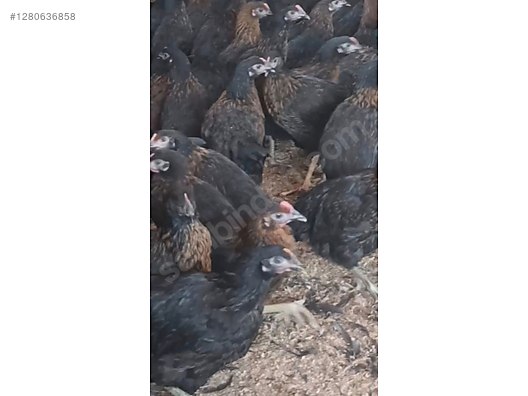 Hayvanlar Alemi / Kümes Hayvanları / Tavuk