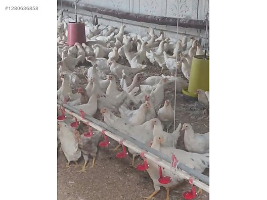 Hayvanlar Alemi / Kümes Hayvanları / Tavuk