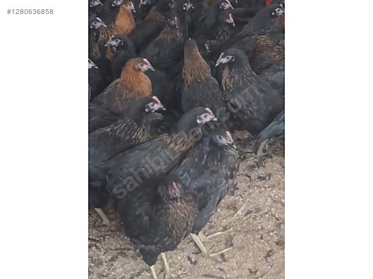 Hayvanlar Alemi / Kümes Hayvanları / Tavuk