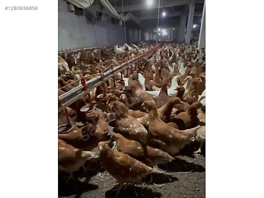 Hayvanlar Alemi / Kümes Hayvanları / Tavuk