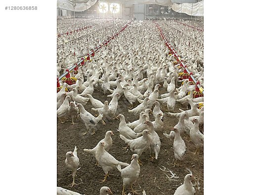 Hayvanlar Alemi / Kümes Hayvanları / Tavuk