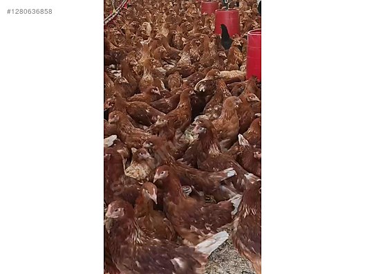 Hayvanlar Alemi / Kümes Hayvanları / Tavuk