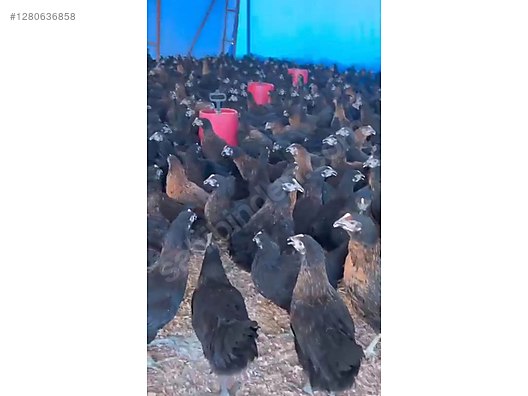 Hayvanlar Alemi / Kümes Hayvanları / Tavuk