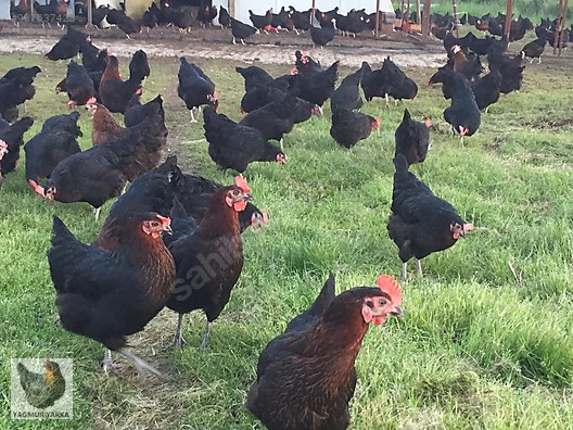 dc1fnogwe6fqsm dc1fnogwe6fqsm