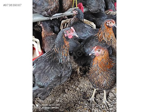 N0frim0tw1jrlm N0frim0tw1jrlm