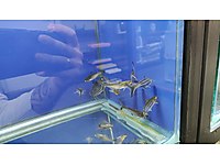 Pengasus Vatoz Kedi Baliklari Akvaryum Baliklari Cesitleri Ve Fiyatlari Sahibinden Com Da Pengasus Vatoz Kedi Baliklari Akvaryum Baliklari Cesitleri Ve Fiyatlari Sahibinden Com Da