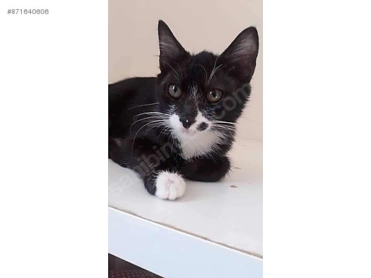 Kedi Melez Saglikli Ic Parazit Yapildi Kum Egitimli Kisir Sahibinden Comda 871640606