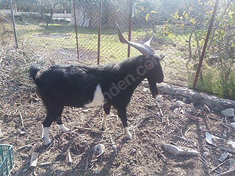 keci alpin teke sahibinden comda 975641129 keci alpin teke sahibinden comda 975641129