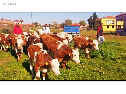 cows kastamonu erkek simental danalar at sahibinden com 971643595