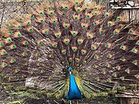 Satilik Tavus Kusu Cinsleri Ve Fiyatlari Sahibinden Com Da