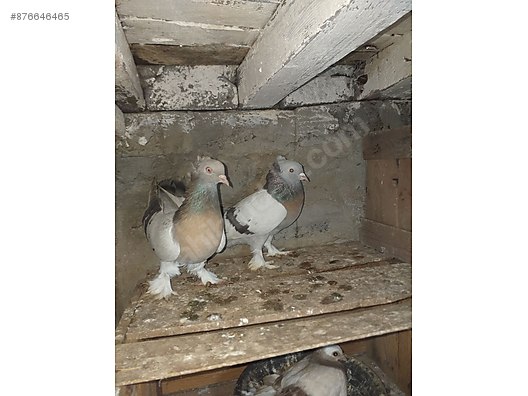Guvercin Kostumler Ve Oyun Kuslari Sahibinden Comda 876646465
