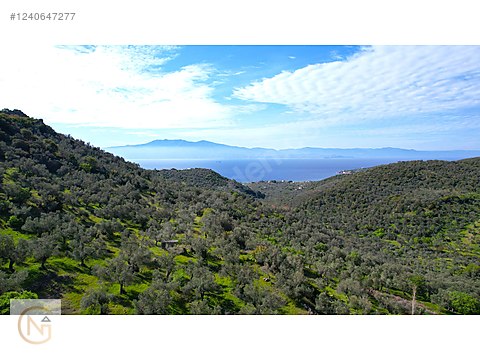 ASSOS AYVACIK BALABANLI KÖYÜNDE VERİMLİ 19.493 m2 ZEYTİNLİK