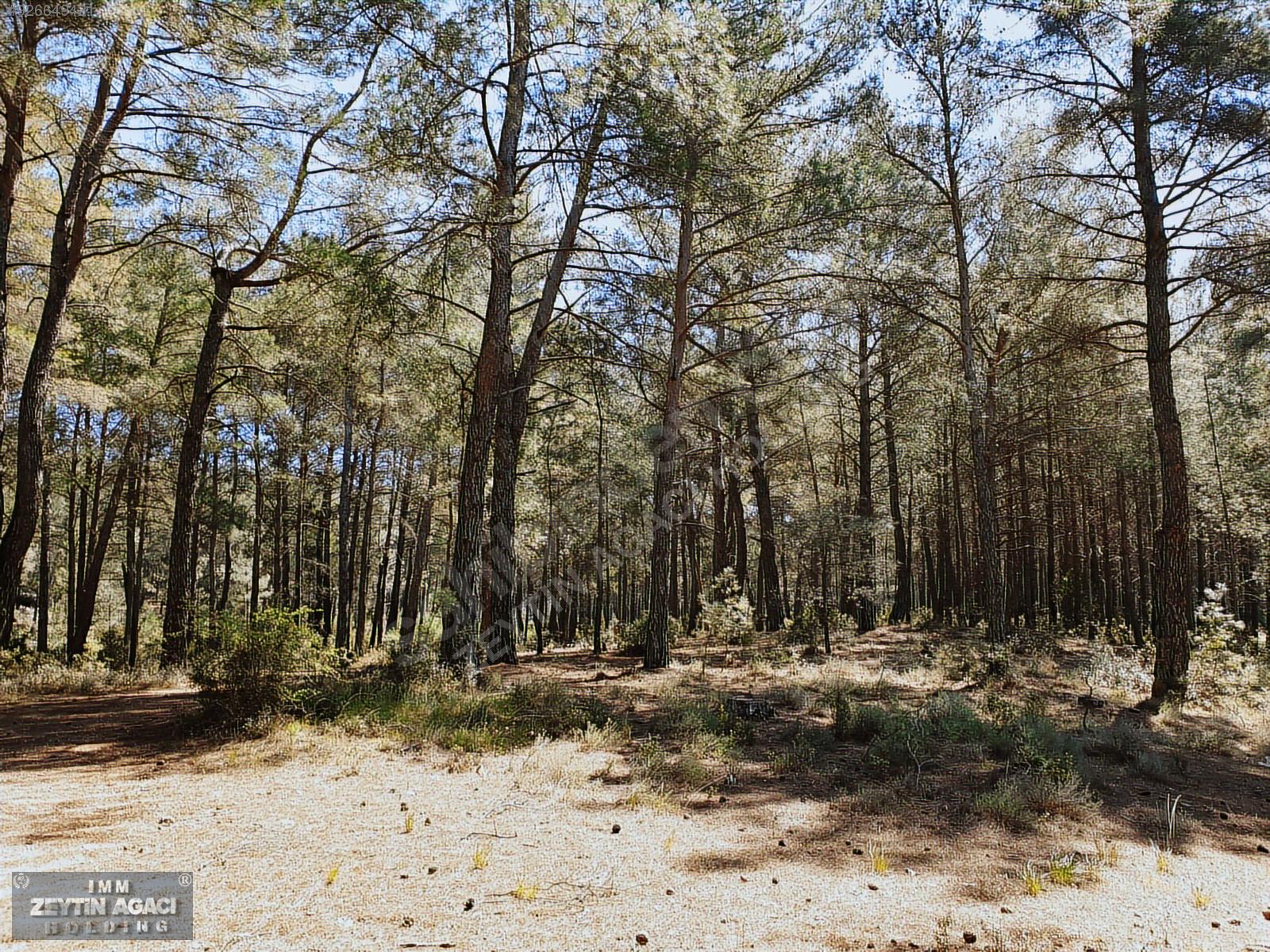 MİLAS PINARARASI�NDA 750 m² FIRSAT EV YAPILABİLİR SATILIK TARLA