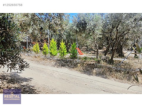 BURSA MUDANYA ÇEPNİDE YOLA CEPHE SATILIK ZEYTİNLİK