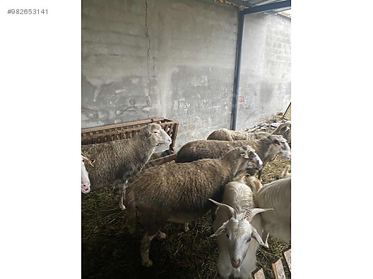 koyun satilik merinos koyun sahibinden comda 982653141 koyun satilik merinos koyun sahibinden comda 982653141