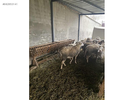 koyun satilik merinos koyun sahibinden comda 982653141 koyun satilik merinos koyun sahibinden comda 982653141