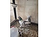 Pets & Livestock / Poultry & Fowl / Pigeons