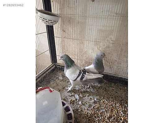 Pets & Livestock / Poultry & Fowl / Pigeons