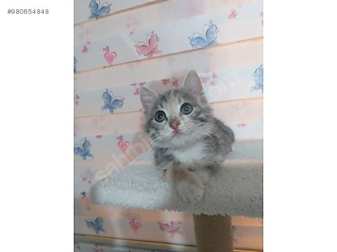kedi tekir bursa ve cevresi yuva ariyoruz sahibinden comda 980654848 kedi tekir bursa ve cevresi yuva ariyoruz sahibinden comda 980654848
