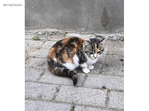 kedi tekir hayatina anlam kat sahibinden comda 974655048 kedi tekir hayatina anlam kat sahibinden comda 974655048
