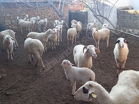 koyun hesapli 35 koyun 18 kuzu 0553 456 63 72 izmir kalite kivircik ko sahibinden comda 985655360 koyun hesapli 35 koyun 18 kuzu 0553 456 63 72 izmir kalite kivircik ko sahibinden comda 985655360