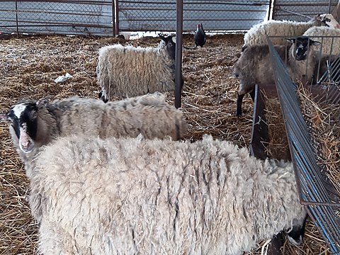 koyun ramanov agir gebe 4 koyun 4 kuzu 0553 456 63 72 izmir orjinal sahibinden comda 985655741 koyun ramanov agir gebe 4 koyun 4 kuzu 0553 456 63 72 izmir orjinal sahibinden comda 985655741