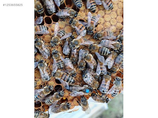 Hayvanlar Alemi / Böcekler / Arı