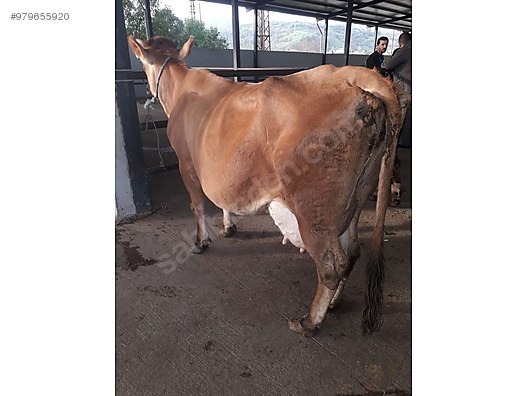 cows jarsey bol sutlu at sahibinden com 979655920
