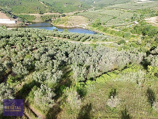 MUDANYA YALIÇİFTLİK MAH MUHTEŞEM LOKASYONDA SATILIK ZEYTİNLİK