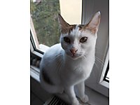 Anne ve 2 yavrusu için yuva arıyorum #1283656859