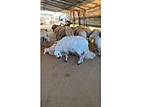 GÖRÜNTÜLÜ ARAMA İLE VEKÂLETEN ADAĞINIZI KESELİM BAĞIŞ YAPALIM #1123657284