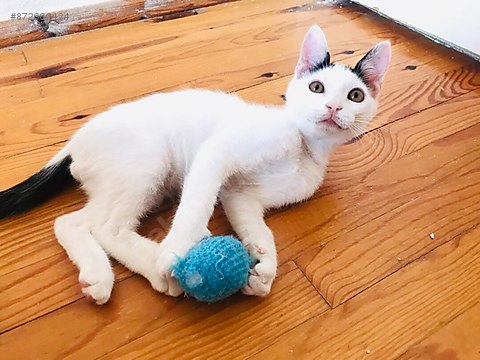 Kedi Diger Irklar Istanbul Kaymakli Lokum Velet Sahibinden Comda 872662424