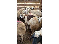 sahibinden satilik koyun cinsleri ve fiyatlari sahibinden com da sahibinden satilik koyun cinsleri ve fiyatlari sahibinden com da