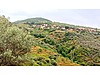 AYDIN SULTANHİSAR'DA KÖY DİBİ 1354 M2 ŞAHANE BAHÇE
