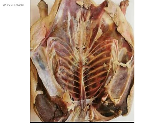 Used & Brand New Items / Foods & Feed / Meat & Fish / White Meats