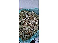 taze kurutulmuş ıhlamur çayı.