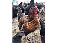 Arnavutkoy Satilik Tavuk Cinsleri Ve Fiyatlari Sahibinden Com Da Arnavutkoy Satilik Tavuk Cinsleri Ve Fiyatlari Sahibinden Com Da