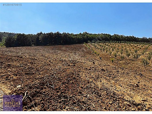 İNEGÖL AKINCILARDA SATILIK TARLA