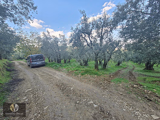 MAHİR ONAY EMLAK ' TAN BAKIMLI YOL KENARI ZEYTİNLİK ... #1285671267
