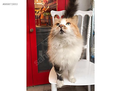 Kedi Ankara Evden Atilmis Guzellige Acil Yuva Sahibinden Comda 969672953