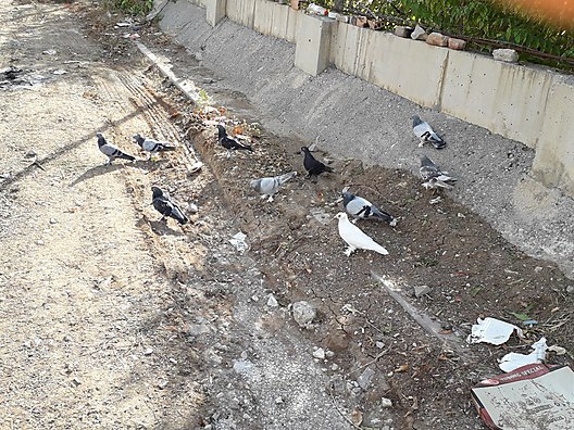 Guvercin 25 Tl Uygun Guvercin Sahibinden Comda 873673131