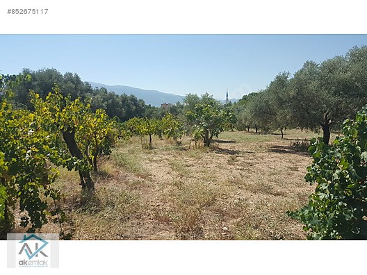ak emlak tan arslanli da satilik arsa satilik arsa ilanlari sahibinden com da 852675117