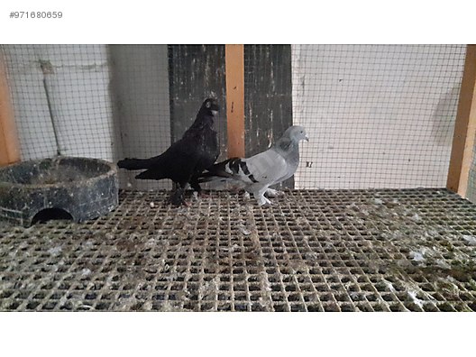 sahibinden satilik guvercin istanbul hollanda g vercin