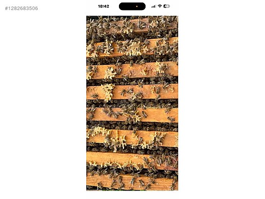 Hayvanlar Alemi / Böcekler / Arı