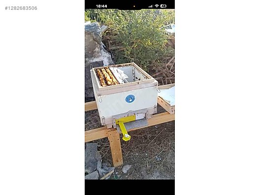 Hayvanlar Alemi / Böcekler / Arı