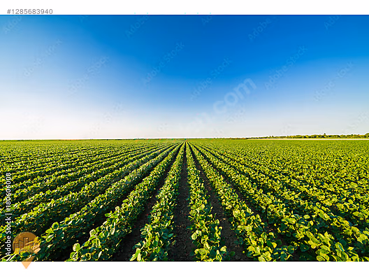 EDİRNE HAVSA TAHAL KÖYÜNDE 11.900m2 YATIRIMLIK SATILIK TARLA #1285683940