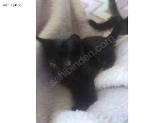 Kedi Ankara 2 Aylik Disi Kedi Sahibinden Comda 963684163
