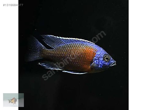 Cichlidler / Borleyi / Tam Damızlık Yavru Veren Kadanga Borleyi