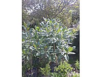 Manolya Magnolia Grandiflora 175 200 Cm Manolya Magnolia Grandiflora Sus Bitkisi Sanalbahcem Bahcenize Saksi Sus Bitkisi Meyve Fidani Torf